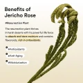Abib Collagen Gel Mask Jericho Rose Jelly - Hydrating & Firming (4 Sheets) 6